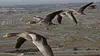 Grandeurs nature Les routes secrètes des oiseaux migrateurs (2014)