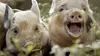 Grandeurs nature Cinq petits cochons (2016)