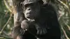 Grandeurs nature Une vie de chimp'