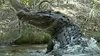 Grandeurs nature Le plus grand crocodile du monde