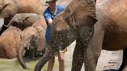 Visuel de Grandir avec les animaux sauvages