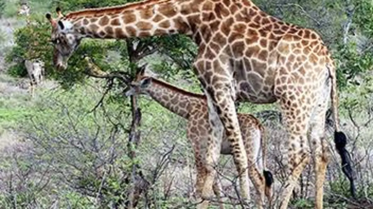 Grandir dans la savane