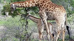 Visuel de Grandir dans la savane