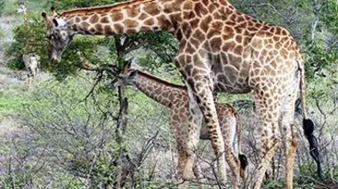 Grandir dans la savane