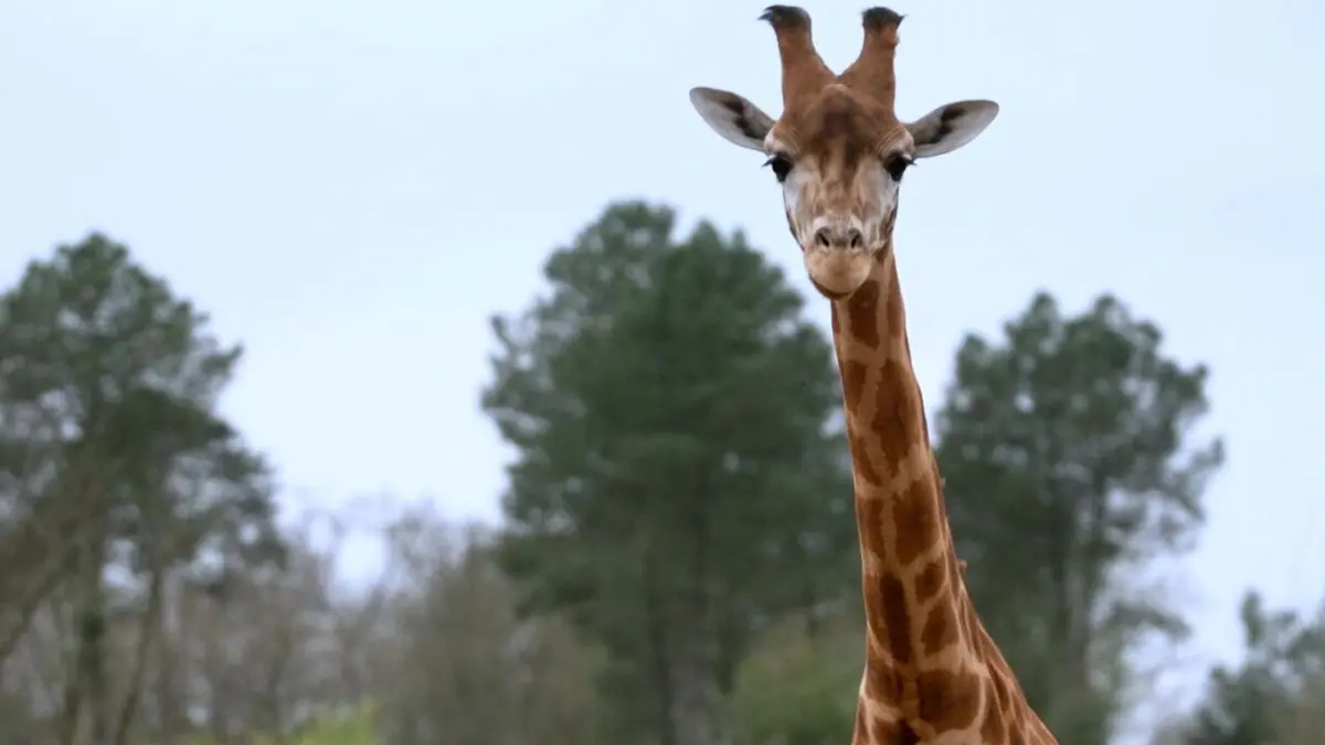 Grands reportages Quand les zoos font peau neuve