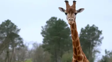 Quand les zoos font peau neuve