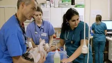 Quand je serai grand je serai véto