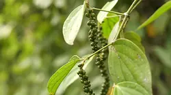 Grands reportages Le monde des chasseurs d'épices