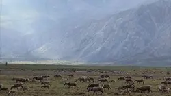 Visuel de Grands voyageurs de la nature