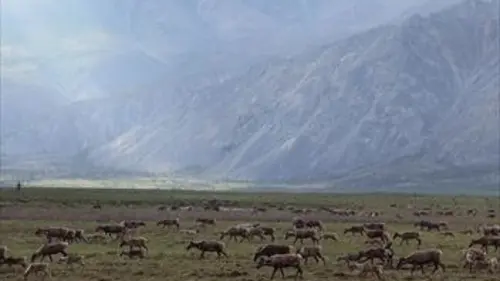 Grands voyageurs de la nature S01E02 Les caribous