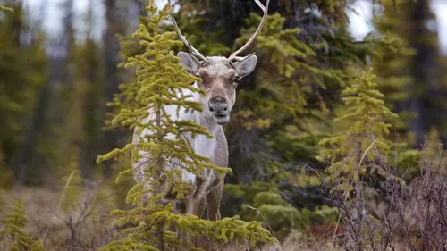Grands voyageurs de la nature S01E02 Les caribous