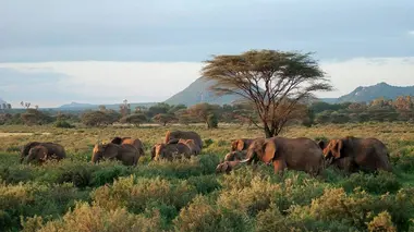 Grands voyageurs de la nature S01E01 Les éléphants