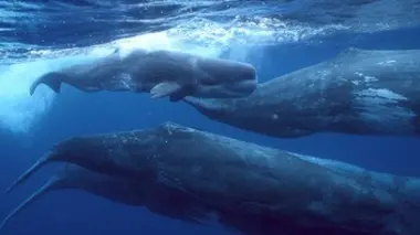 Assurer sa descendance