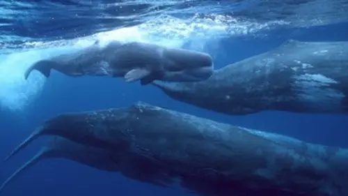 National Geographic E02 Assurer sa descendance