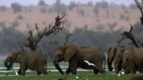 National Geographic E05 Combattre pour survivre