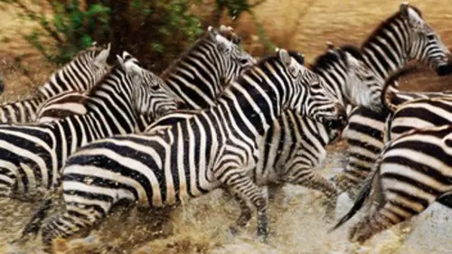 National Geographic E04 Lutter pour se nourrir