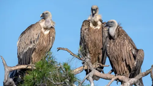 Grèce, le royaume des rapaces