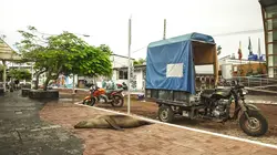 Green Justice : quand la nature porte plainte