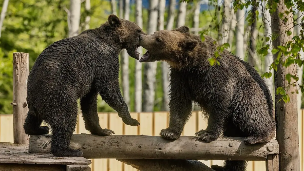 Grizzly, le retour des géants