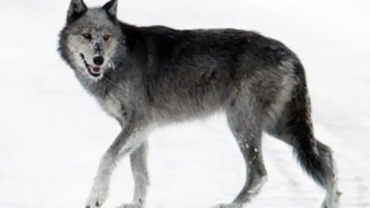 Grizzlys contre loups