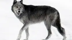 Visuel de Grizzlys contre loups