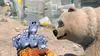 De la glace et des ours