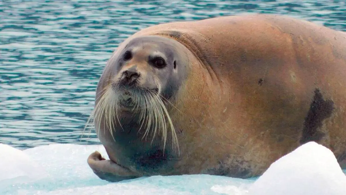 Groenland, une île aux confins du monde