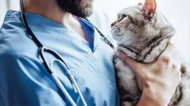 Vétérinaires très spéciaux, au coeur de l'urgence