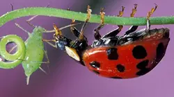 Visuel de Gros plan sur la nature