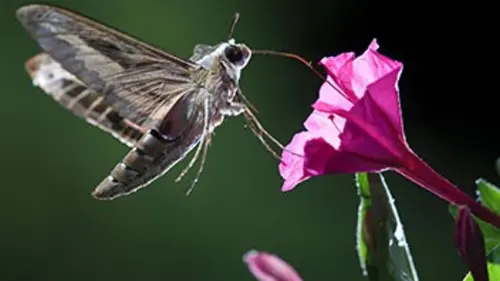 Gros plan sur la nature S03E02 Bâtisseurs de mondes