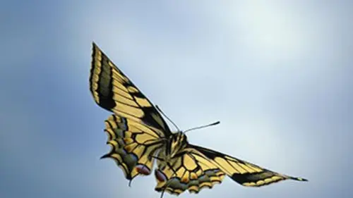 Gros plan sur la nature S03E03 Un succès planétaire