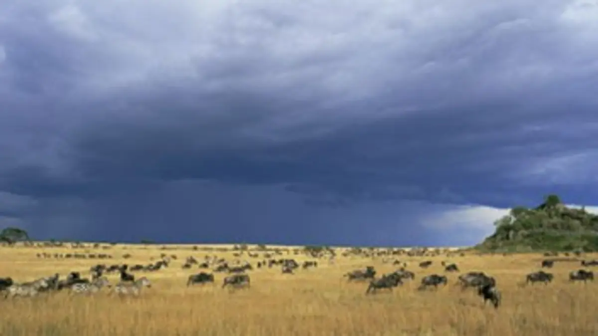 Gros plan sur la nature S01E02 La plaine du Serengeti