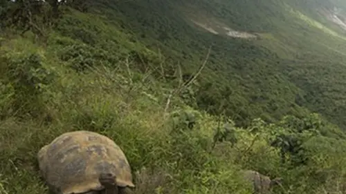 Gros plan sur la nature S01E01 L'archipel des Galápagos