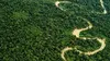 La forêt amazonienne