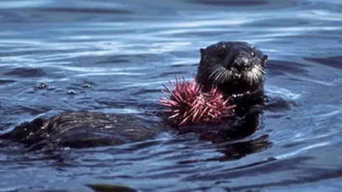 Gros plan sur la nature S01E04 La baie de Monterey