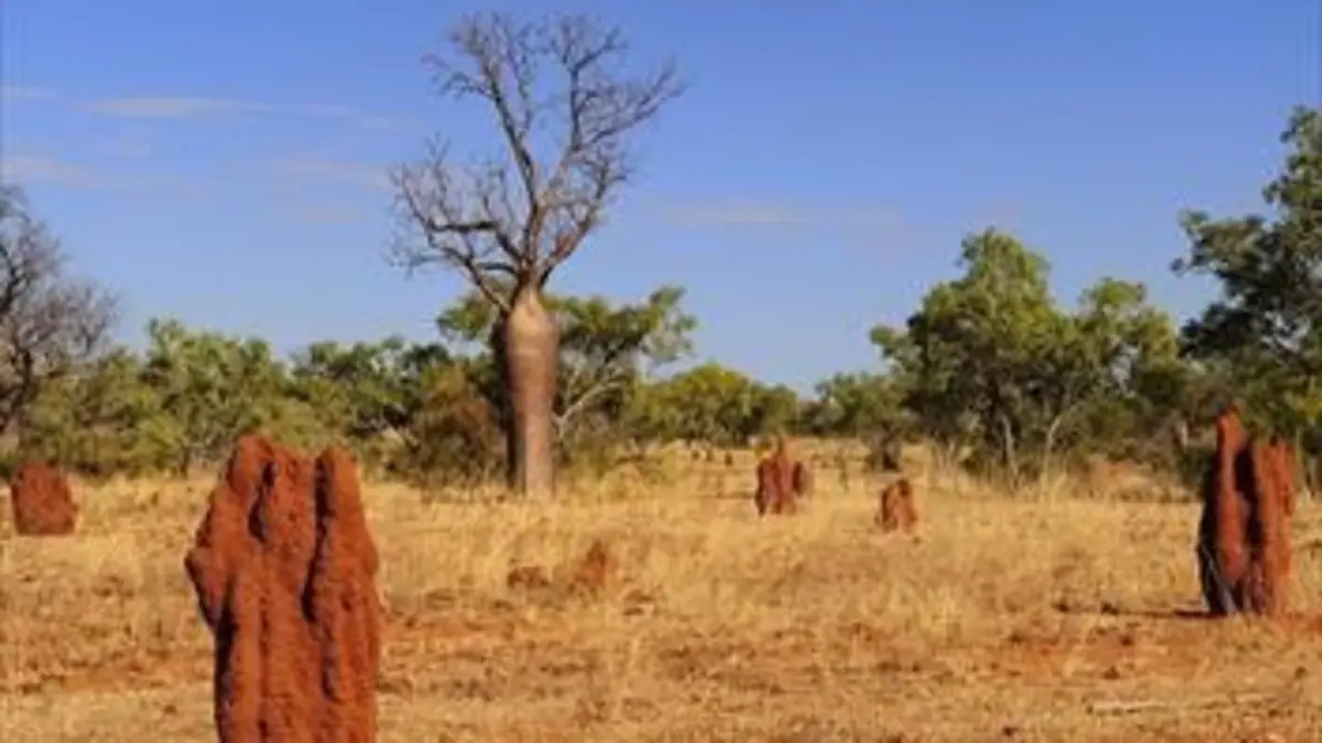 Gros plan sur la nature S02E06 Le Centre Rouge australien