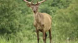 Visuel de Gros plan sur la nature