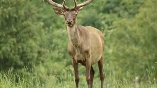 Gros plan sur la nature S02E07 Les Highlands d'Ecosse