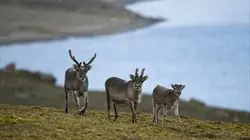 Visuel de Gros plan sur la nature
