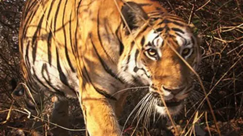 Gros plan sur les tigres E03 Apprentis chasseurs