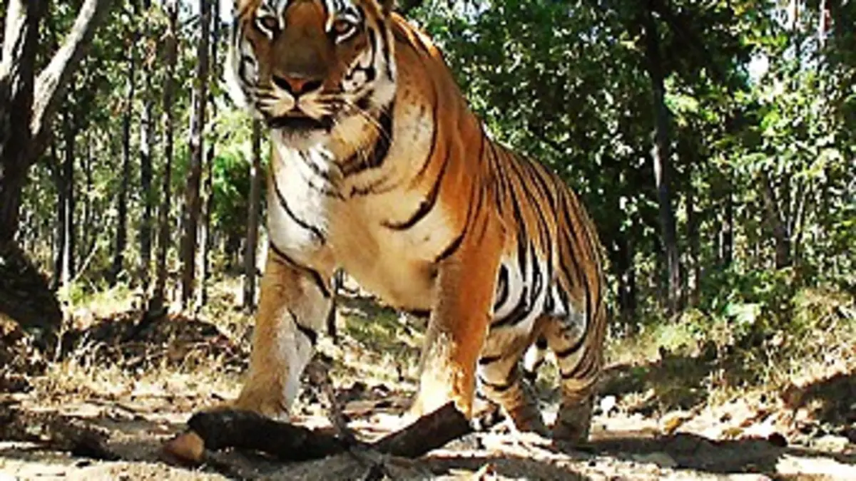 Gros plan sur les tigres E02 Jeunes bagarreurs