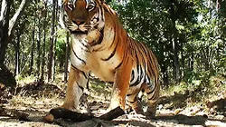 Visuel de Gros plan sur les tigres