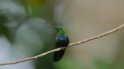 Visuel de Guadeloupe, des cimes à l'océan