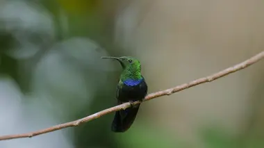 Guadeloupe, des cimes à l'océan