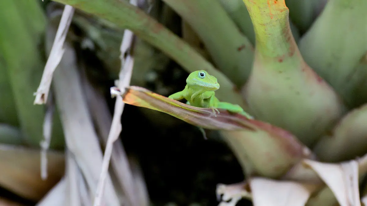Guadeloupe, des cimes à l'océan