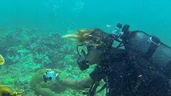 Visuel de Guadeloupe, sur la route du corail