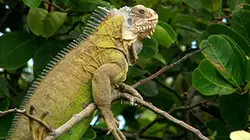 Visuel de Guadeloupe, terre sauvage