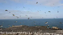 Guano, sale besogne au paradis des oiseaux