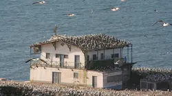 Guano, sale besogne au paradis des oiseaux