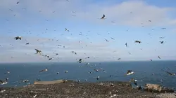 Visuel de Guano, sale besogne au paradis des oiseaux